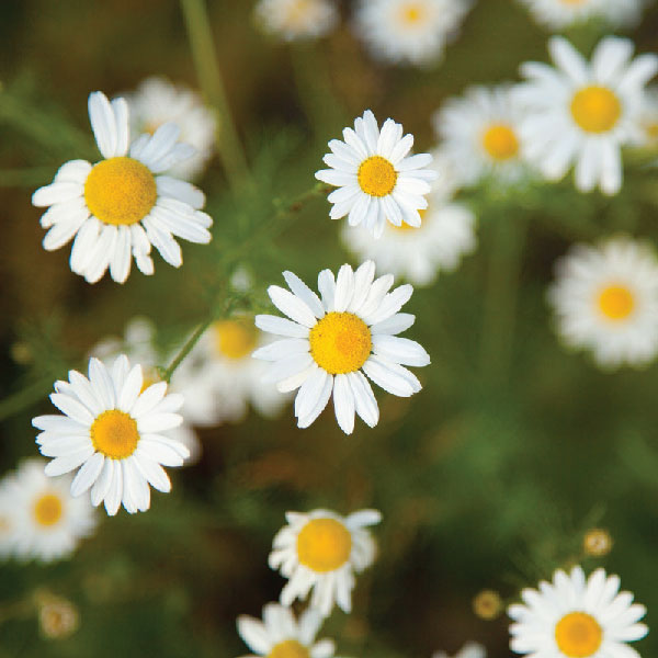 Chamomile-Flower-Supplier | TLIC-Farms