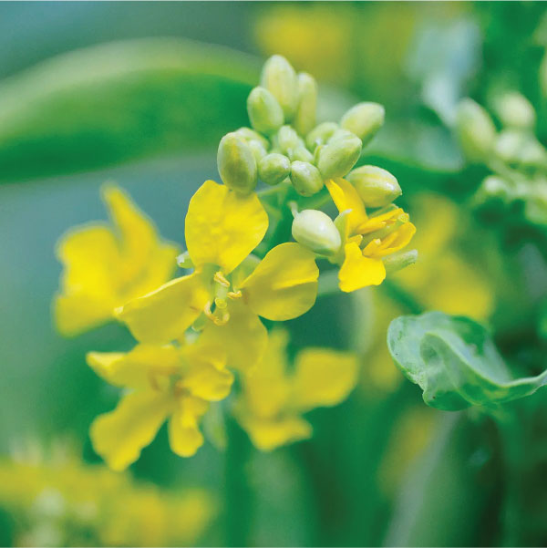 Edible-Kale-Flower-Producer-In-Pune