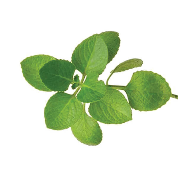 Oregano-Supplier-In-India

