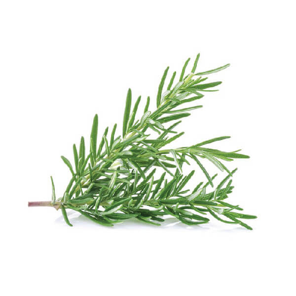 Rosemary-Sprig-Supplier-In-India
