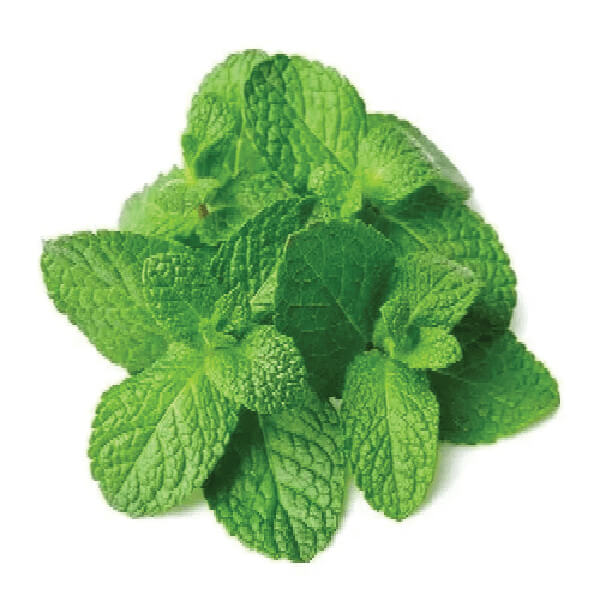 Peppermint-Supplier-In-India | Fresh-Herbs-Manufacturer-In-India