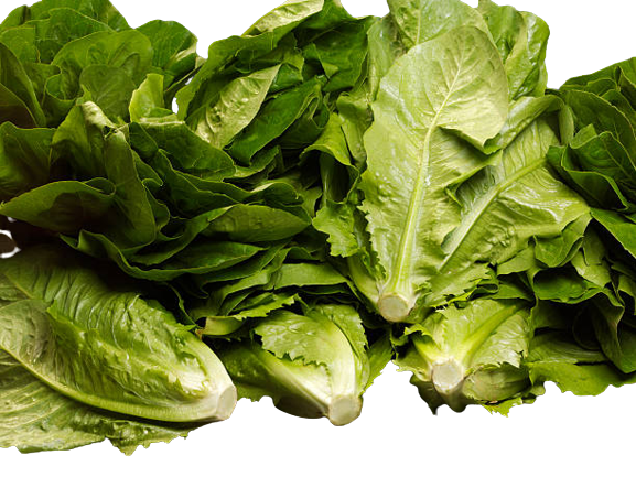Romaine-Lettuce-Provider-In-India

															