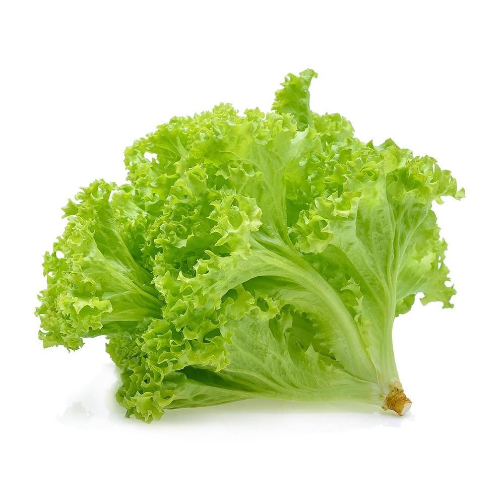 lolla-Bionda-Lettuce-Provider-In-India