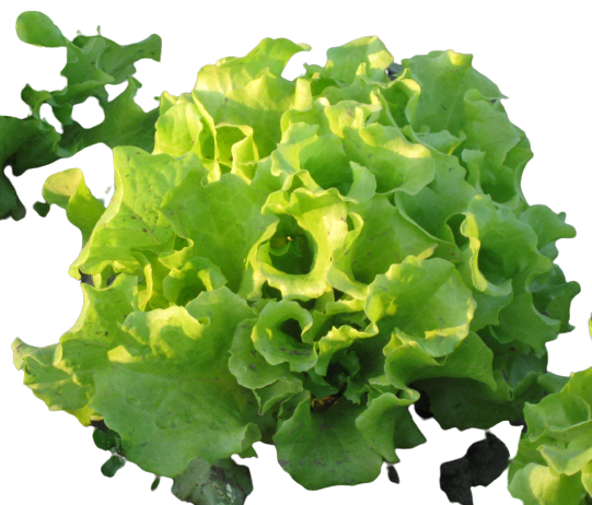 Oak-Leaf-Lettuce-Provider-In-India