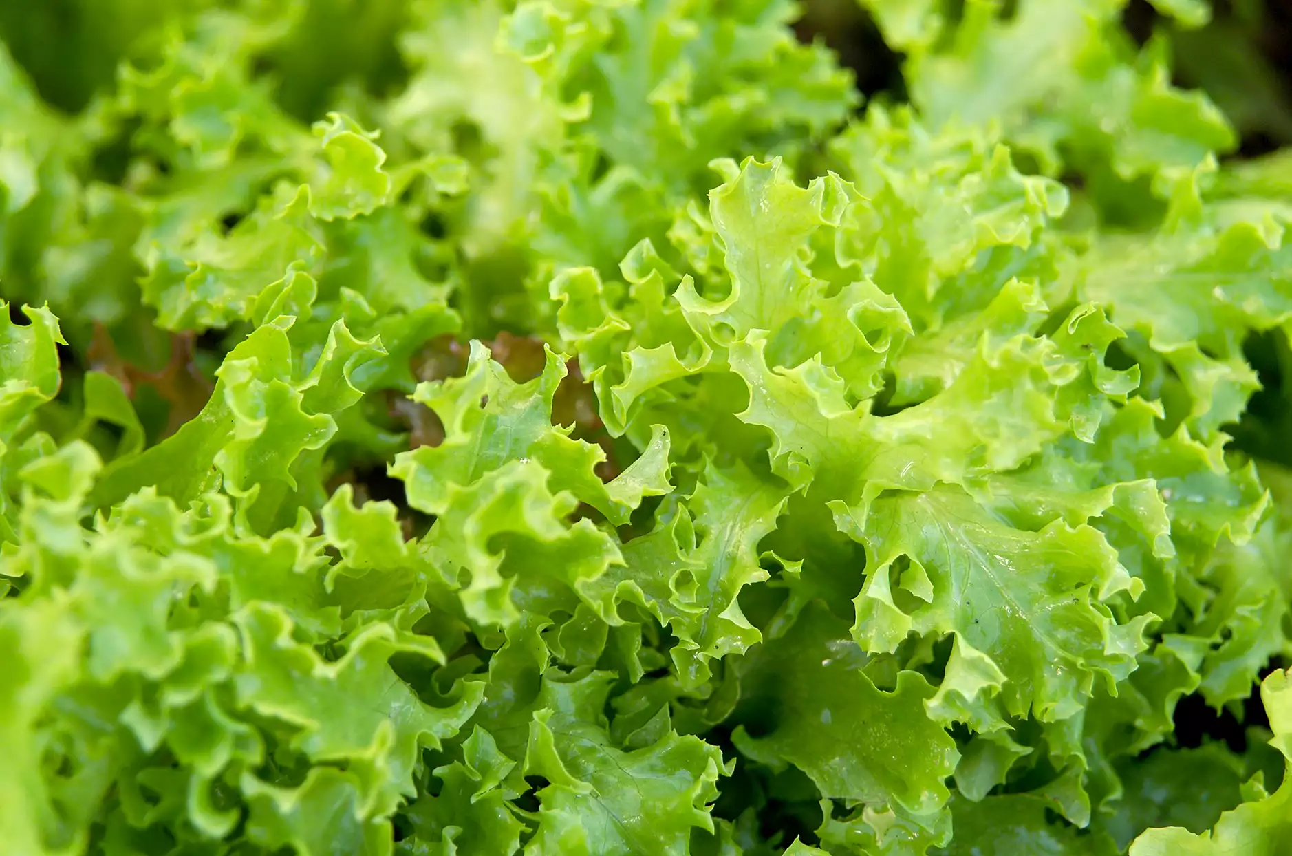 hydroponic in India