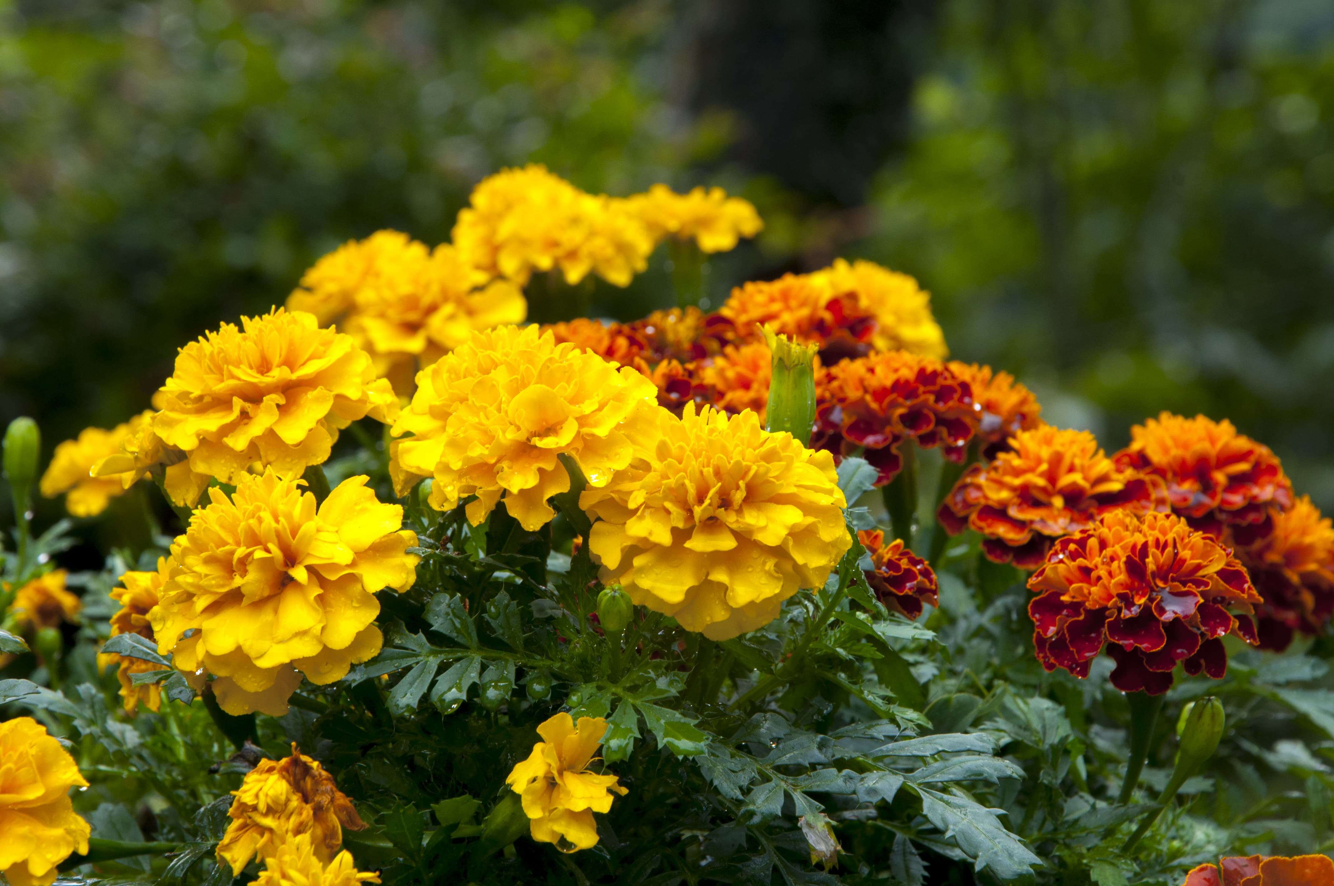 Indian hydroponic farming company