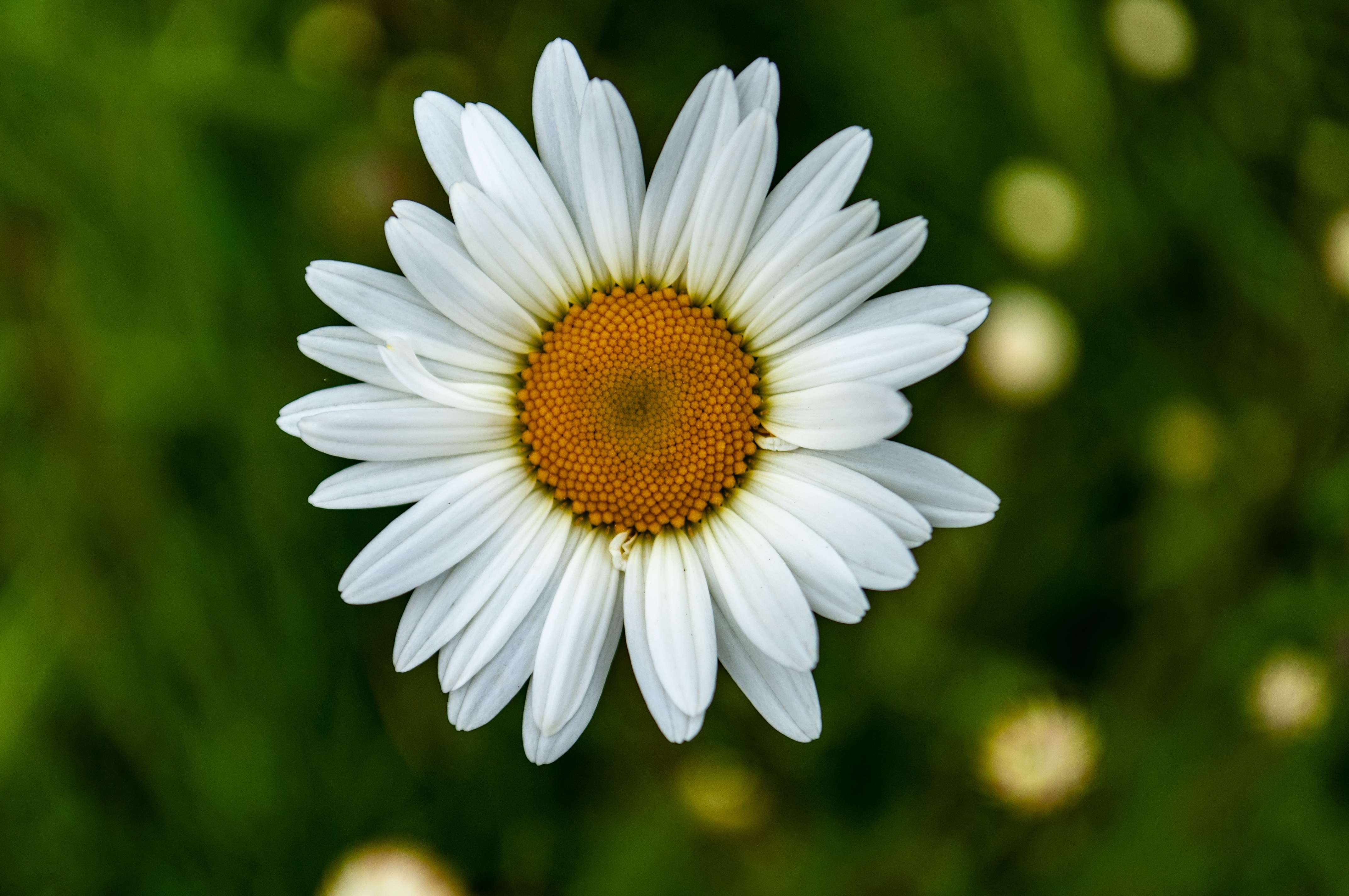 Edible Flower Producers In India